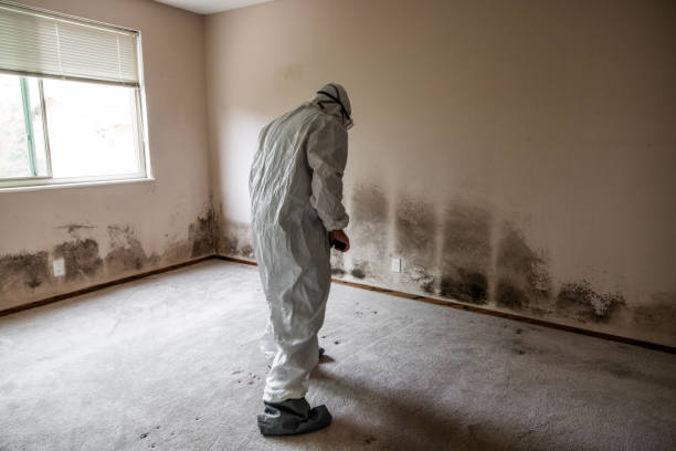 Best Preventive Mold Services in Horicon, WI